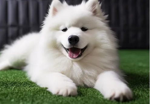 fake turf grass